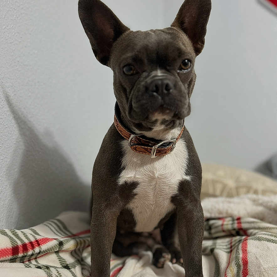 Jollee is registered to the contest to win money with this photo: animal, attention, blanket, brown_collar, canine, companion, cute, dog, domestic, ears, expression, face, french_bulldog, fur, indoor, looking, pet, plaid, portrait, sitting