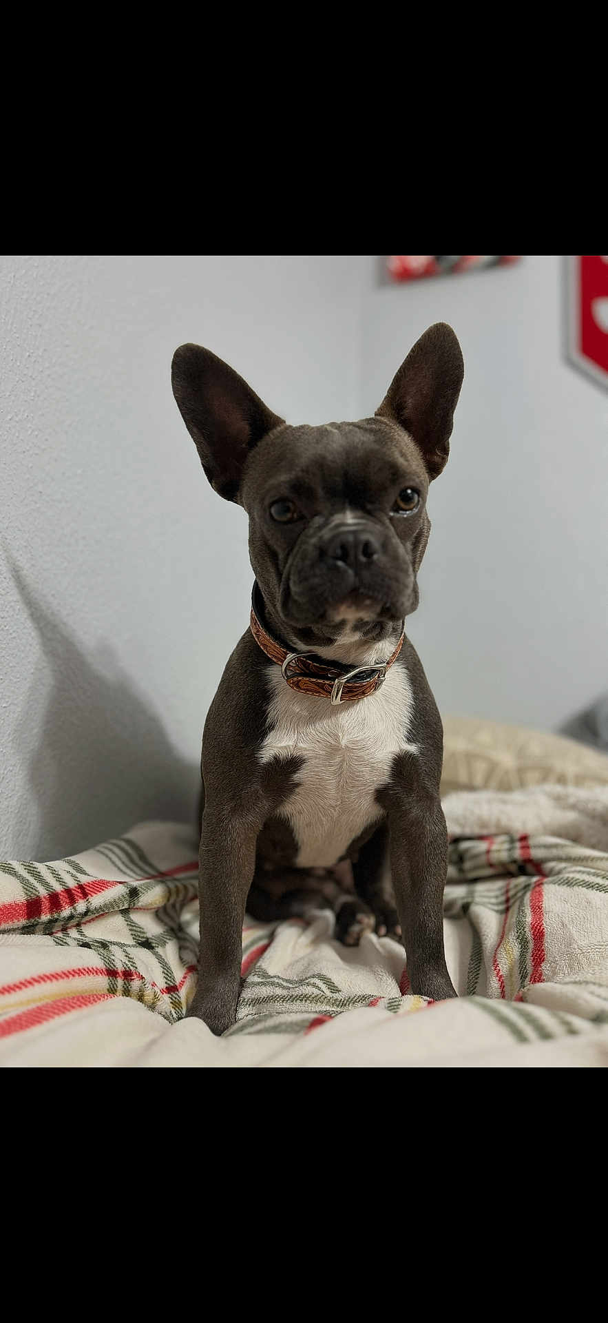 Jollee is registered to the contest to win money with this photo: dog, french_bulldog, pet, animal, indoor, blanket, plaid, brown_collar, ears, face, fur, sitting, looking, cute, companion, domestic, canine, portrait, attention, expression