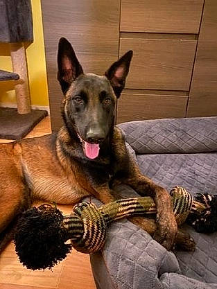 Ivar a rejoint le concours — aidez-le/la à gagner de superbes lots ! art, belgian_shepherd_malinois, canidae, carnivore, companion_dog, dog, dog_breed, east_european_shepherd, fawn, german_shepherd_dog, guard_dog, herding_dog, king_shepherd, old_german_shepherd_dog, snout, sporting_group, terrestrial_animal, wood, working_animal, working_dog