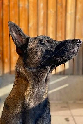 Ivar a rejoint le concours — aidez-le/la à gagner de superbes lots ! ancient_dog_breeds, canidae, carnivore, collar, dog, dog_breed, dog_collar, fur, herding_dog, pet_supply, sporting_group, terrestrial_animal, whiskers, wood, working_animal, working_dog