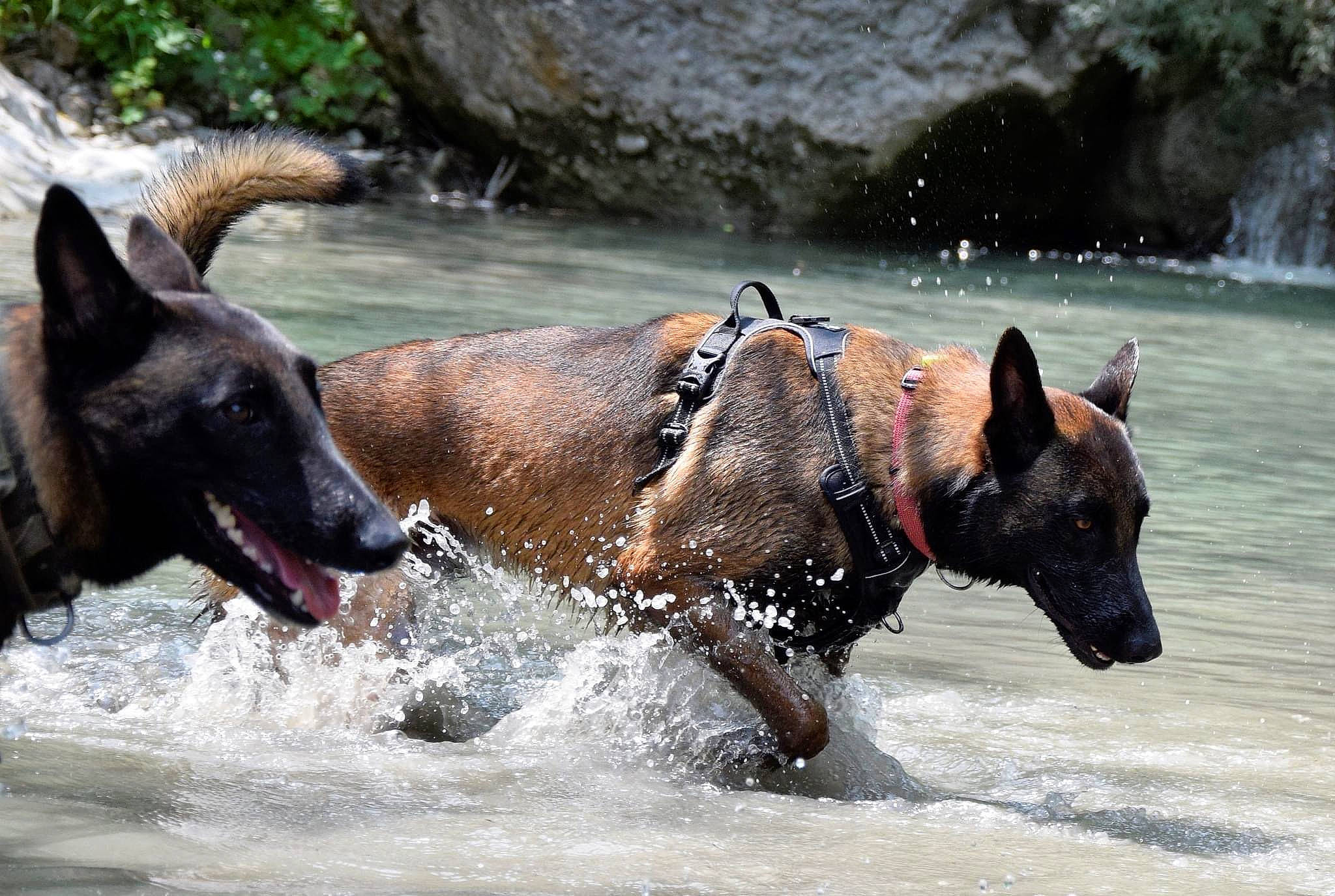 Ivar a rejoint le concours — aidez-le/la à gagner de superbes lots ! canidae, carnivore, dog, dog_breed, fluvial_landforms_of_streams, guard_dog, lake, pack_animal, rock, snout, sporting_group, terrestrial_animal, water, wildlife, wind_wave, working_animal, working_dog
