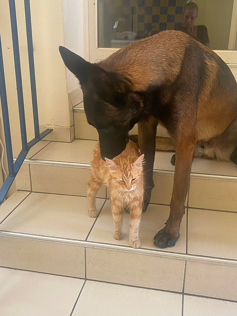 Ivar participe au concours pour gagner de l'argent avec cette photo : canidae, carnivore, cat, cat_supply, claw, dog_breed, domestic_short_haired_cat, fawn, felidae, flooring, fur, liver, pet_supply, small_to_medium_sized_cats, snout, tail, terrestrial_animal, whiskers, wildlife