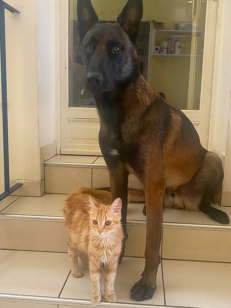 Ivar a rejoint le concours — aidez-le/la à gagner de superbes lots ! carnivore, cat, companion_dog, dog, dog_breed, domestic_short_haired_cat, door, fawn, felidae, fixture, flooring, fur, liver, mammal, pet_supply, small_to_medium_sized_cats, snout, tail, whiskers, working_animal