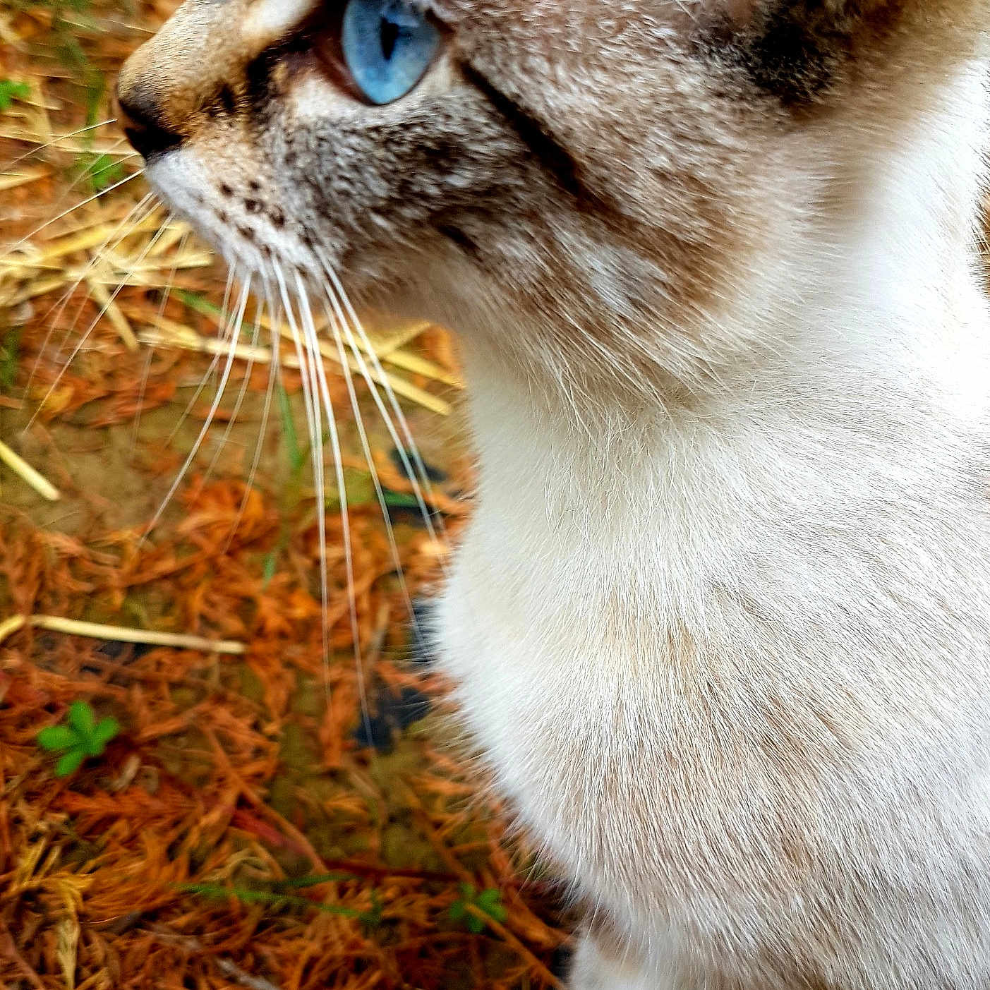 Athena