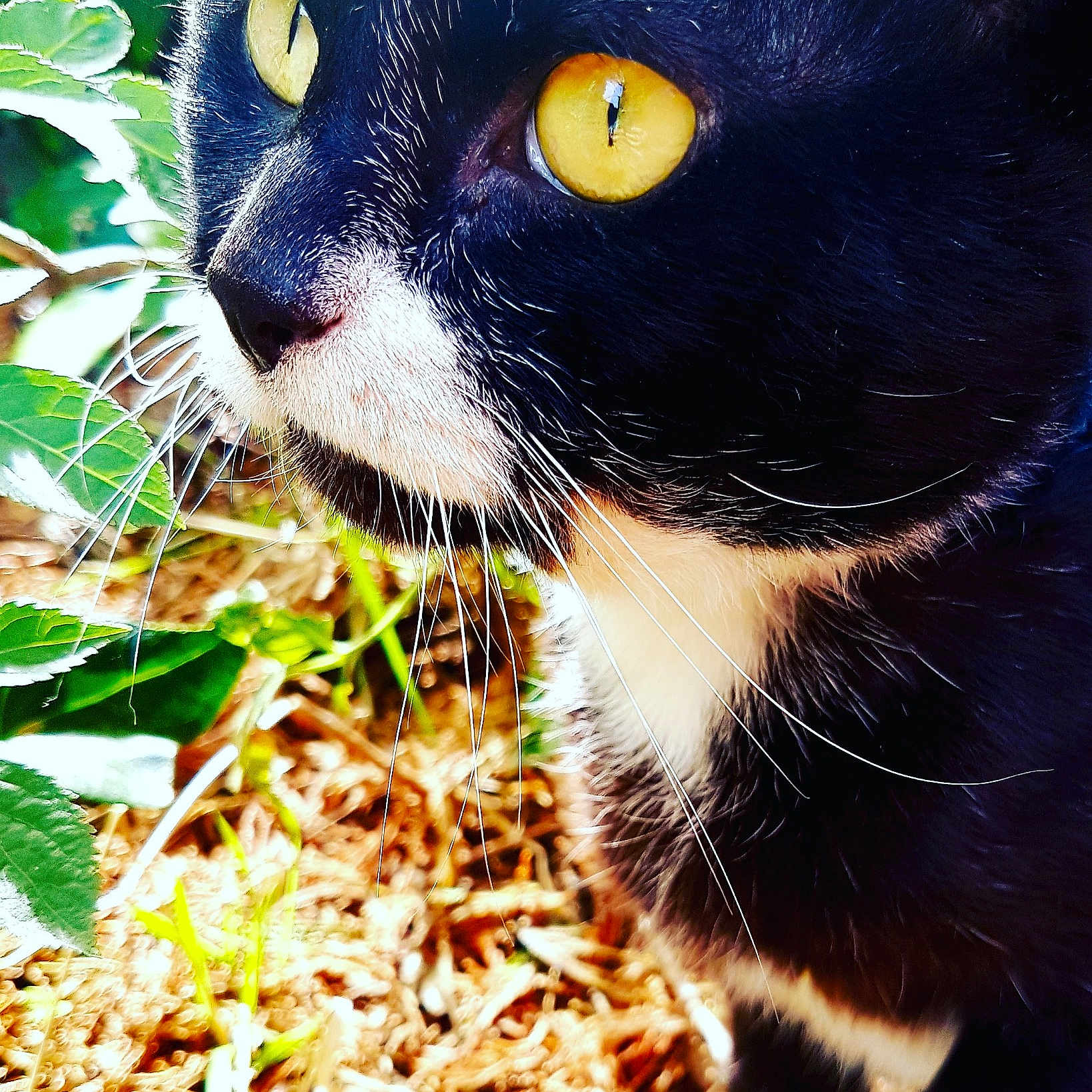 Harold joined the competition — help win amazing prizes! black_cat, carnivore, cat, domestic_short_haired_cat, eye, felidae, grass, nose, plant, small_to_medium_sized_cats, snout, tree, whiskers