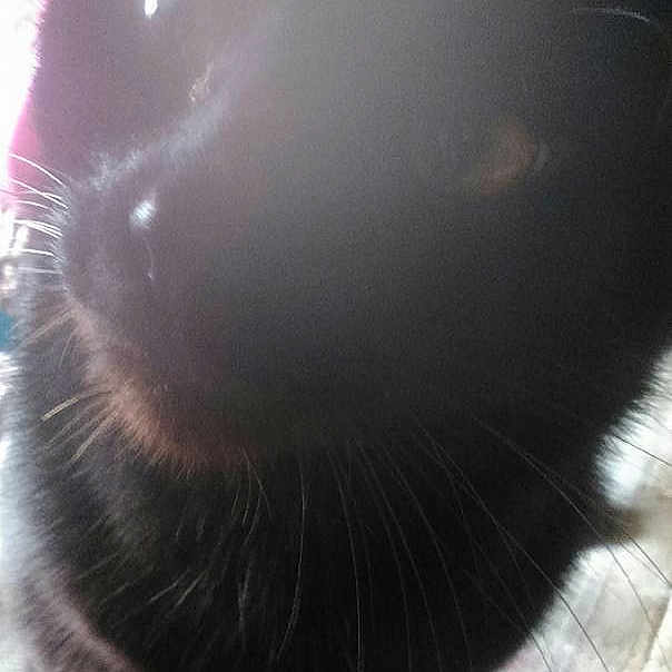 Gizmo