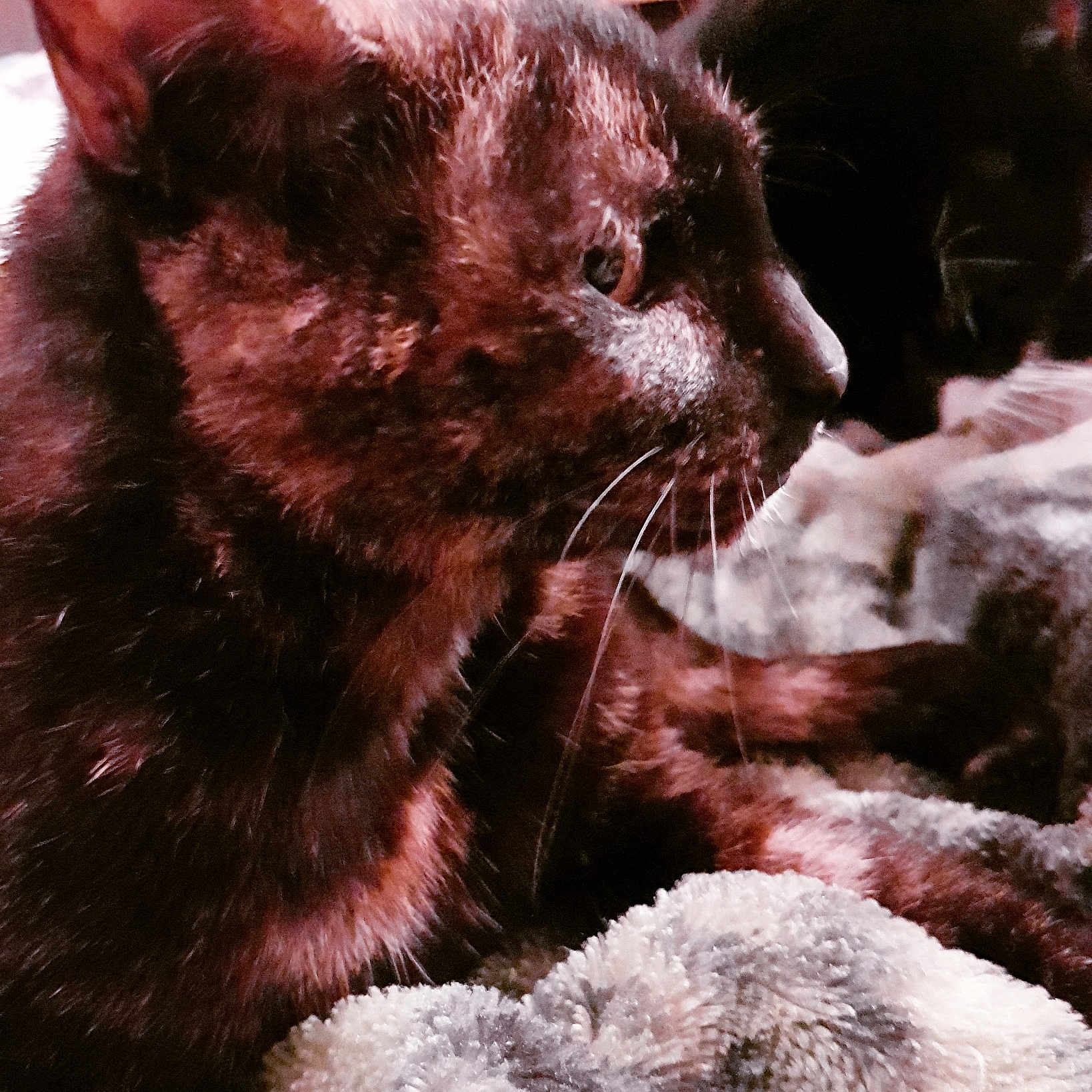 Millie