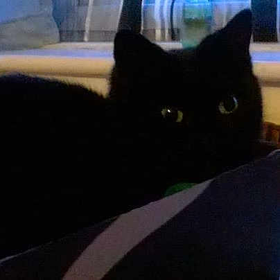 Sooty