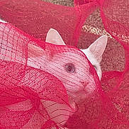Mystic is registered to the contest to win money with this photo: animal, background, cat, close_up, cozy, curious, ears, eye, fabric, indoor, mystery, netting, pet, playful, red_fabric, sheer_fabric, soft_light, texture, whiskers, white_cat