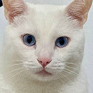 Mystic is registered to the contest to win money with this photo: alert, animal, blue_eyes, cat, close_up, cute, domestic_cat, ears, face, feline, fur, indoor, looking, mammal, pet, pink_nose, portrait, soft_light, whiskers, white_cat