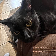 Dobbie joined the competition — help win amazing prizes! animal, black_cat, brown, cat, close_up, curious, ears, eyes, feline, floor, foot, indoor, leather, pet, resting, sock, stitching, texture, tile_floor, whiskers