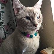 Khaleesi is registered to the contest to win money with this photo: cat, blue_eyes, bead_necklace, indoor, window, sunlight, portrait, whiskers, fur, pet, animal, closeup, cute, domestic_cat, feline, looking_away, sitting, decor, flower_pattern, natural_light