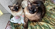 Meeshka And Suki is registered to the contest to win money with this photo: animal, blanket, blue_eyes, camouflage, cat, cats, companion, couch, cozy, cute, domestic, feline, fluffy, fur, indoor, pet, plush_toy, relaxation, resting, snuggling
