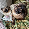 animal, blanket, blue_eyes, camouflage, cat, cats, companion, couch, cozy, cute, domestic, feline, fluffy, fur, indoor, pet, plush_toy, relaxation, resting, snuggling