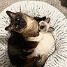 cat, siamese_cat, kitten, pet_bed, snuggling, furry, cozy, indoor, animal, cute, mammal, resting, two_animals, companion, playful, whiskers, ears, blue_eyes, fur, cuddle