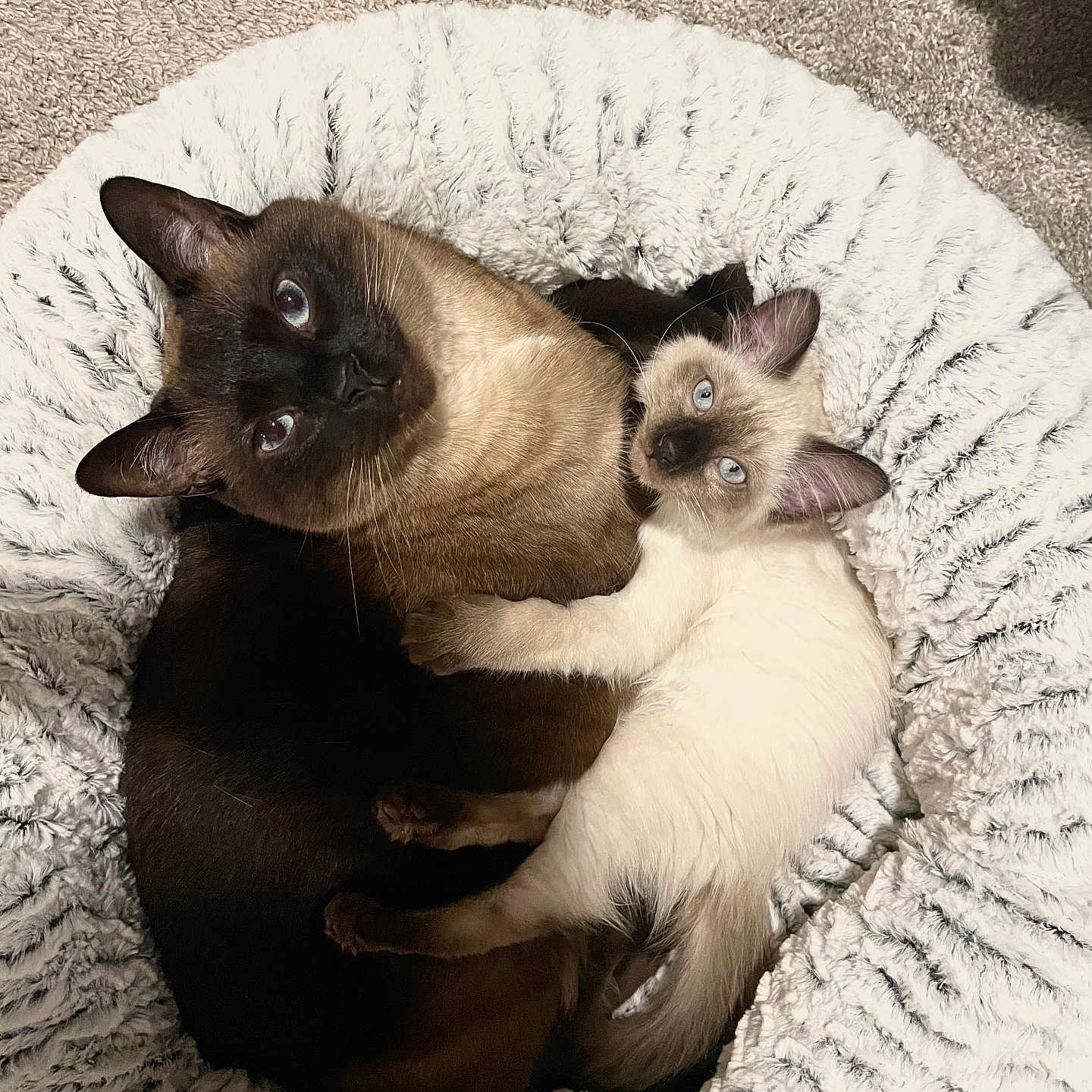 Meeshka And Suki joined the competition — help win amazing prizes! cat, siamese_cat, kitten, pet_bed, snuggling, furry, cozy, indoor, animal, cute, mammal, resting, two_animals, companion, playful, whiskers, ears, blue_eyes, fur, cuddle