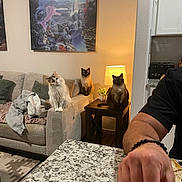 Meeshka And Suki joined the competition — help win amazing prizes! animal, arm, blanket, bracelet, cat, cats, couch, cozy, furniture, granite_countertop, home_interior, indoor, lamp, living_room, painting, person, pet, plant, side_table, wall_art