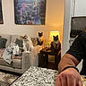 animal, arm, blanket, bracelet, cat, cats, couch, cozy, furniture, granite_countertop, home_interior, indoor, lamp, living_room, painting, person, pet, plant, side_table, wall_art