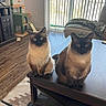 Meeshka And Suki joined the competition — help win amazing prizes! animal, blanket, cat, cat_tree, coffee_table, cozy, curtains, flooring, furniture, home, indoor, living_room, looking, pet, siamese_cat, sitting, sunlight, two_cats, window, wood_floor