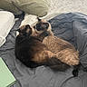 Meeshka And Suki joined the competition — help win amazing prizes! animal, bed, blanket, cat, comfort, companionship, cozy, cute, domestic_animal, feline, fur, household, indoor, nap, pet, pillow, resting, siamese_cat, sleepy, two_animals