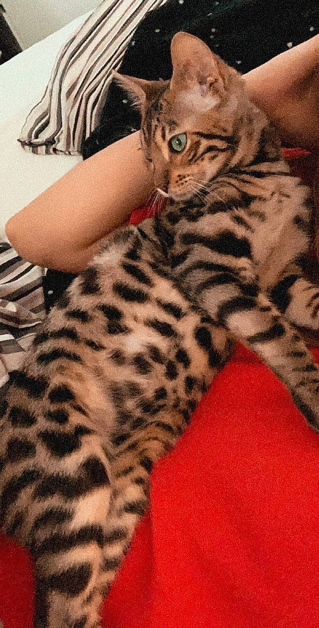 Pharaon participe au concours pour gagner de l'argent avec cette photo : american_shorthair, asian, bengal, california_spangled, carnivore, cat, dragon_li, egyptian_mau, felidae, fur, kitten, mammal, savannah, small_to_medium_sized_cats, toyger, vertebrate, whiskers