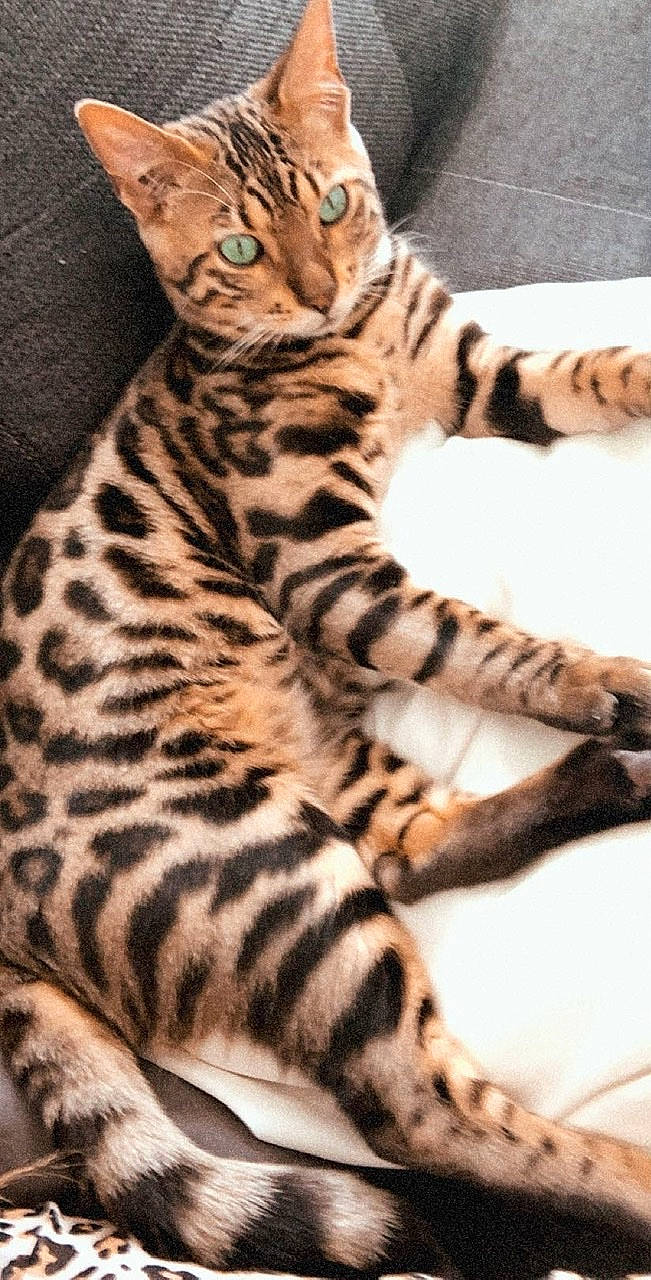 Pharaon a rejoint le concours — aidez-le/la à gagner de superbes lots ! american_shorthair, asian, bengal, california_spangled, carnivore, cat, dragon_li, egyptian_mau, european_shorthair, felidae, mammal, ocicat, savannah, small_to_medium_sized_cats, sokoke, tabby_cat, terrestrial_animal, toyger, vertebrate, whiskers