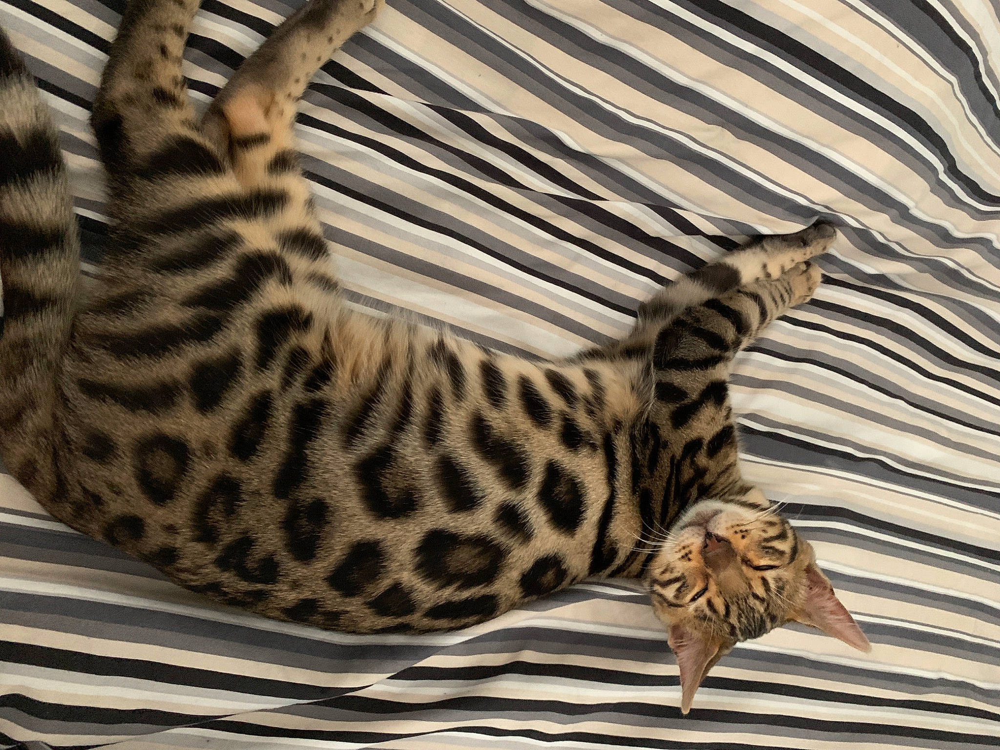 Pharaon participe au concours pour gagner de l'argent avec cette photo : asian, bengal, carnivore, cat, dragon_li, egyptian_mau, felidae, kitten, mammal, ocelot, ocicat, savannah, small_to_medium_sized_cats, terrestrial_animal, toyger, vertebrate, whiskers, wildlife