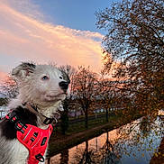 Lubi participe au concours pour gagner de l'argent avec cette photo : puppy, dog, harness, red, sunset, sky, clouds, canal, water, reflection, trees, autumn, leaves, outdoor, nature, animal, pet, fur, portrait, scenery