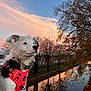 puppy, dog, harness, red, sunset, sky, clouds, canal, water, reflection, trees, autumn, leaves, outdoor, nature, animal, pet, fur, portrait, scenery