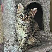 Maverick joined the competition — help win amazing prizes! animal, cat, cat_tree, curious, cute, ears, eyes, feline, fur, gray, indoor, kitten, pet, playful, portrait, sitting, soft, tabby, whiskers, young