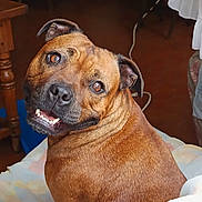 Ouna participe au concours pour gagner de l'argent avec cette photo : dog, brown, smiling, pet, indoor, fur, animal, cute, looking_back, happy, face, ears, tongue, teeth, floor, furniture, blanket, cozy, home, portrait