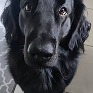 Newton a rejoint le concours — aidez-le/la à gagner de superbes lots ! dog, black_dog, pet, canine, close_up, portrait, nose, eyes, fur, whiskers, floppy_ears, paws, indoor, tile_floor, looking_up, companion, adorable, attention_seeking, medium_coat, household