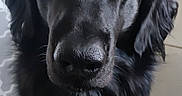 Newton a rejoint le concours — aidez-le/la à gagner de superbes lots ! adorable, attention_seeking, black_dog, canine, close_up, companion, dog, eyes, floppy_ears, fur, household, indoor, looking_up, medium_coat, nose, paws, pet, portrait, tile_floor, whiskers