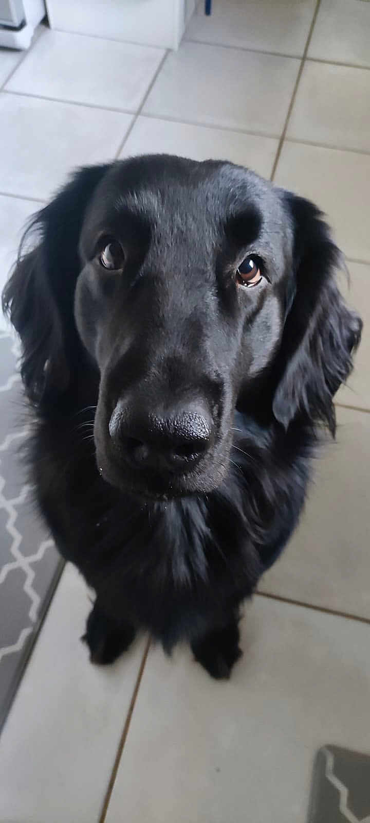 Newton a rejoint le concours — aidez-le/la à gagner de superbes lots ! dog, black_dog, pet, canine, close_up, portrait, nose, eyes, fur, whiskers, floppy_ears, paws, indoor, tile_floor, looking_up, companion, adorable, attention_seeking, medium_coat, household