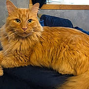 William is registered to the contest to win money with this photo: cat, orange_cat, fluffy, pet, indoor, resting, feline, animal, long_hair, lying_down, blue_blanket, window, wooden_frame, whiskers, ears, tail, fur, relaxed, cute, domestic