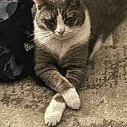 Tigri participe au concours pour gagner de l'argent avec cette photo : cat, pet, animal, feline, paws, carpet, indoor, resting, relaxed, cute, domestic, whiskers, fur, crossed_paws, mammal, sleepy, cozy, home, quiet, soft_lighting