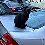 black_cat, cat, animal, pet, car, silver_car, vehicle, parked_car, outdoor, urban, fence, nature, tree, daylight, window, metal, tail, ears, eyes, sitting