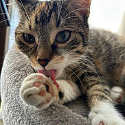 Mia participe au concours pour gagner de l'argent avec cette photo : cat, tabby_cat, paw, licking, tongue, close_up, pet, feline, soft_bed, gray_bed, indoor, whiskers, ears, fur, relaxed, animal, cute, pet_bed, window_light, domestic_cat