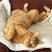 Ron participe au concours pour gagner de l'argent avec cette photo : cat, orange_cat, tabby, feline, sleeping, resting, cozy, blanket, white_blanket, leather_chair, brown_leather, fur, paw, whiskers, relaxed, indoor, pet, animal, cute, nap