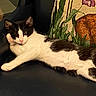 cat, black_and_white_cat, lounging, chair, leather_chair, cushion, decorative_pillow, indoor, pet, relaxed, resting, paw, fur, animal, cute, domestic_cat, whiskers, face, ears, tail