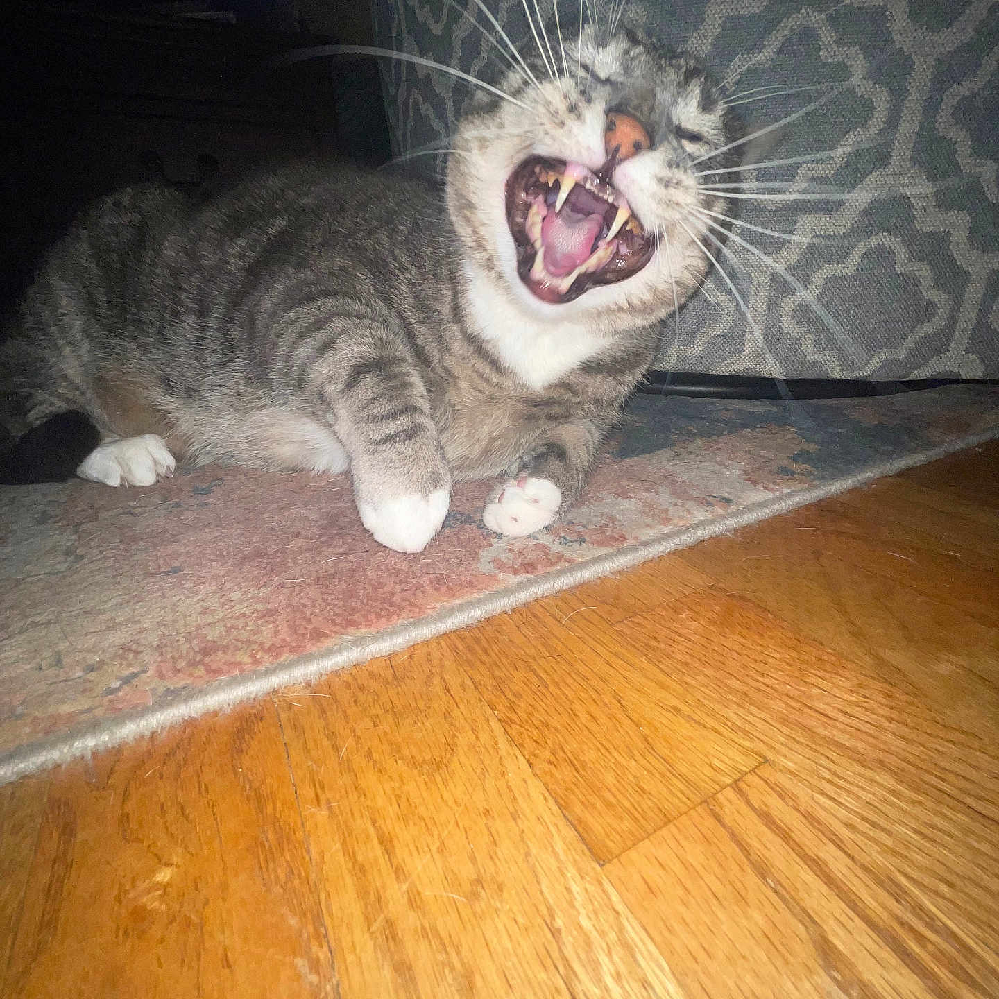 Charlie is registered to the contest to win money with this photo: animal, cat, closeup, couch, domestic_cat, feline, fur, indoor, lying_down, mouth_open, patterned_couch, paws, pet, playful, rug, tabby, teeth, whiskers, wooden_floor, yawning