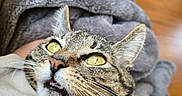 Strawberry is registered to the contest to win money with this photo: cat, tabby_cat, yellow_eyes, whiskers, close_up, blanket, gray_blanket, feline, pet, domestic_cat, curious, indoor, soft_texture, human_arm, collar, fur, animal, comfort, resting, looking_up