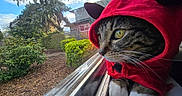 Strawberry joined the competition — help win amazing prizes! animal, bushes, cat, closeup, curious, daylight, feline, greenery, hoodie, indoor, outdoor_view, paws, pet, red_clothing, sky, tabby_cat, tree, whiskers, window, windowsill