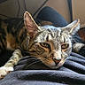 animal, black, brown, cat, closeup, comfort, domestic, fur, indoor, lap, mammal, person, pet, relaxing, resting, sleepy, soft_light, tabby_cat, whiskers, white