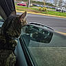 Strawberry joined the competition — help win amazing prizes! cat, tabby, car, side_mirror, window, reflection, harness, pet, animal, indoor, vehicle, road, parking_lot, greenery, daytime, curious, feline, ears, fur, looking_out
