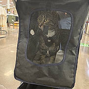 Strawberry is registered to the contest to win money with this photo: cat, pet_stroller, mesh_window, indoor, store, clothing_racks, curious, yellow_eyes, black_fabric, pet_accessory, shopping, retail, floor, lighting, animal, captive, feline, transport, pet_care, side_view