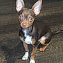 accessories, animal, beagle, bostonbull, bulldog, canine, chihuahua, dog, hardwood, hound, leash, pet, puppy, snout, strap, wood