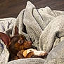 animal, beagle, bear, blanket, bulldog, canine, chihuahua, dog, furniture, homedecor, hound, linen, person, pet, pitbull, puppy, quilt, sleeping, terrier, towel
