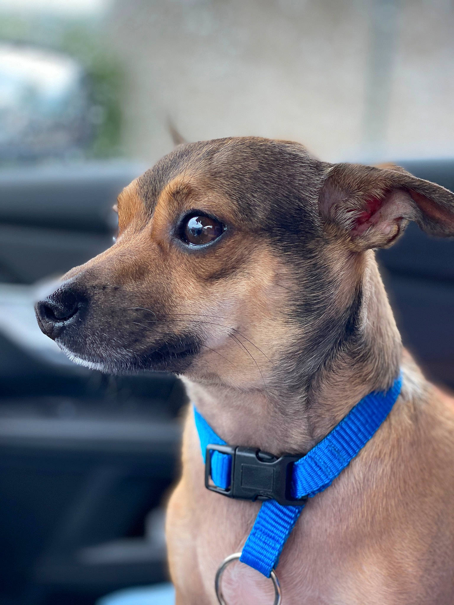 Hank joined the competition — help win amazing prizes! ancient_dog_breeds, canidae, carnivore, collar, companion_dog, dog, dog_breed, dog_collar, dog_supply, electric_blue, fashion_accessory, fawn, fur, leash, pet_supply, sighthound, sporting_group, terrestrial_animal, whiskers, working_animal