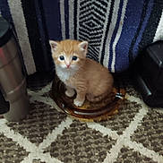 Jake joined the competition — help win amazing prizes! kitten, cat, orange_cat, pet, animal, indoor, carpet, blanket, floor, curious, small, young, feline, domestic_animal, cute, brown, white, striped, sitting, plate